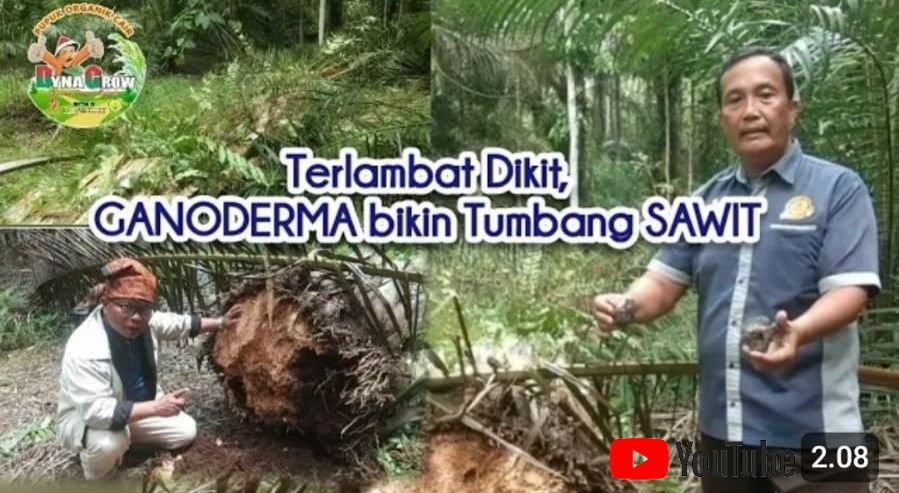 Read more about the article ATASI GANGGUAN JAMUR, SILAP SEDIKIT SAWIT BISA TUMBANG RAME RAME