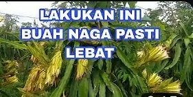 Read more about the article BUAH NAGA BERBUAH LEBAT SETELAH MENGGUNAKAN DYNA GROW