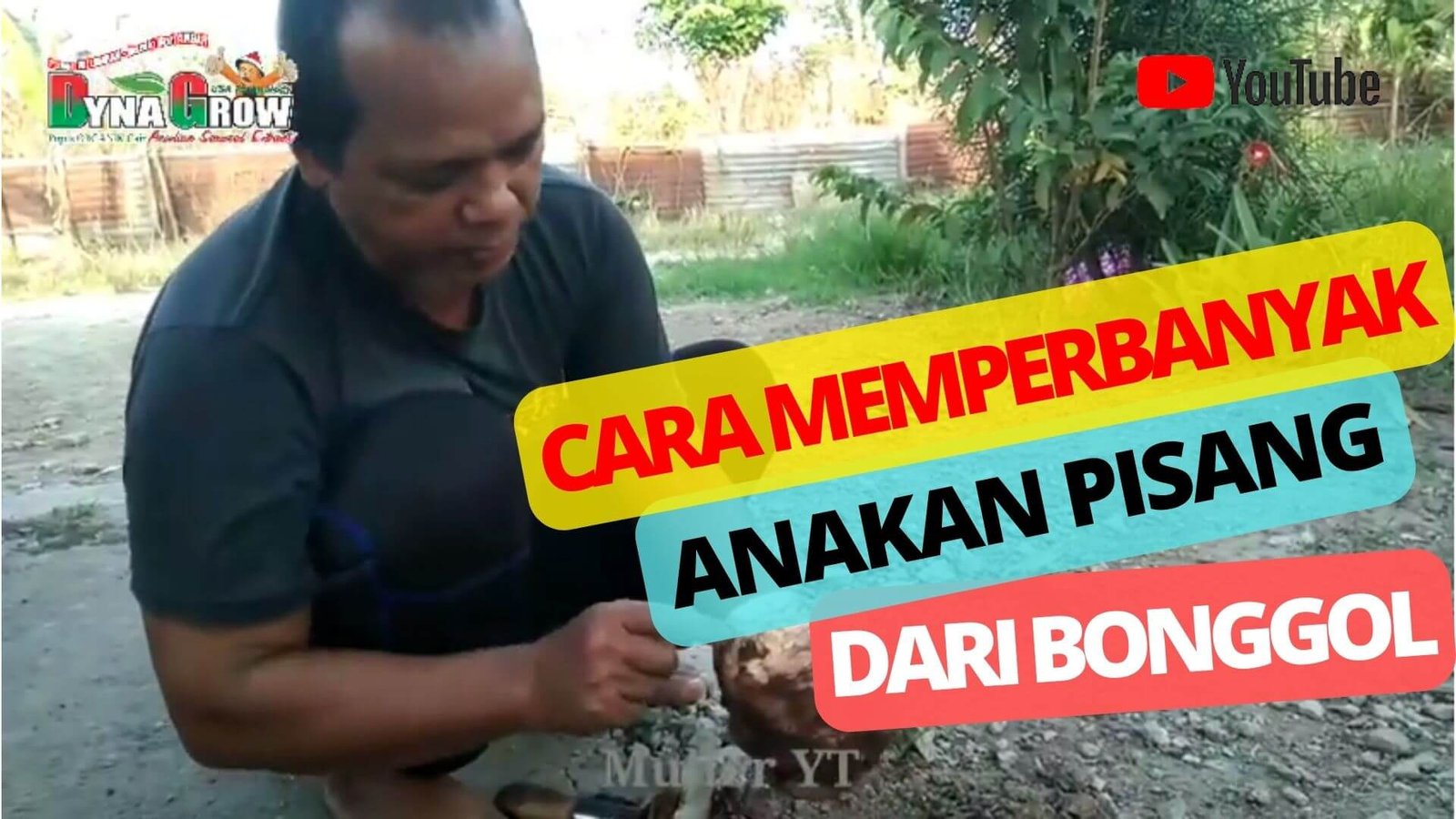 Read more about the article CARA MEMPERBANYAK ANAKAN PISANG DARI BONGGOL