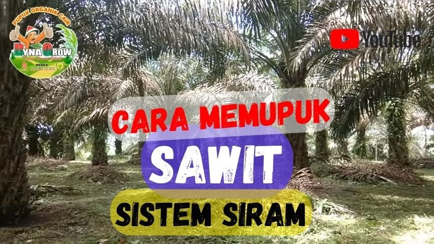 Read more about the article CARA MEMUPUK SAWIT SISTEM SIRAM