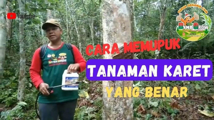 Read more about the article CARA MEMUPUK TANAMAN KARET YANG BENAR