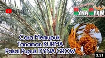 Read more about the article CARA MEMUPUK TANAMAN KURMA PAKAI PUPUK DYNAGROW