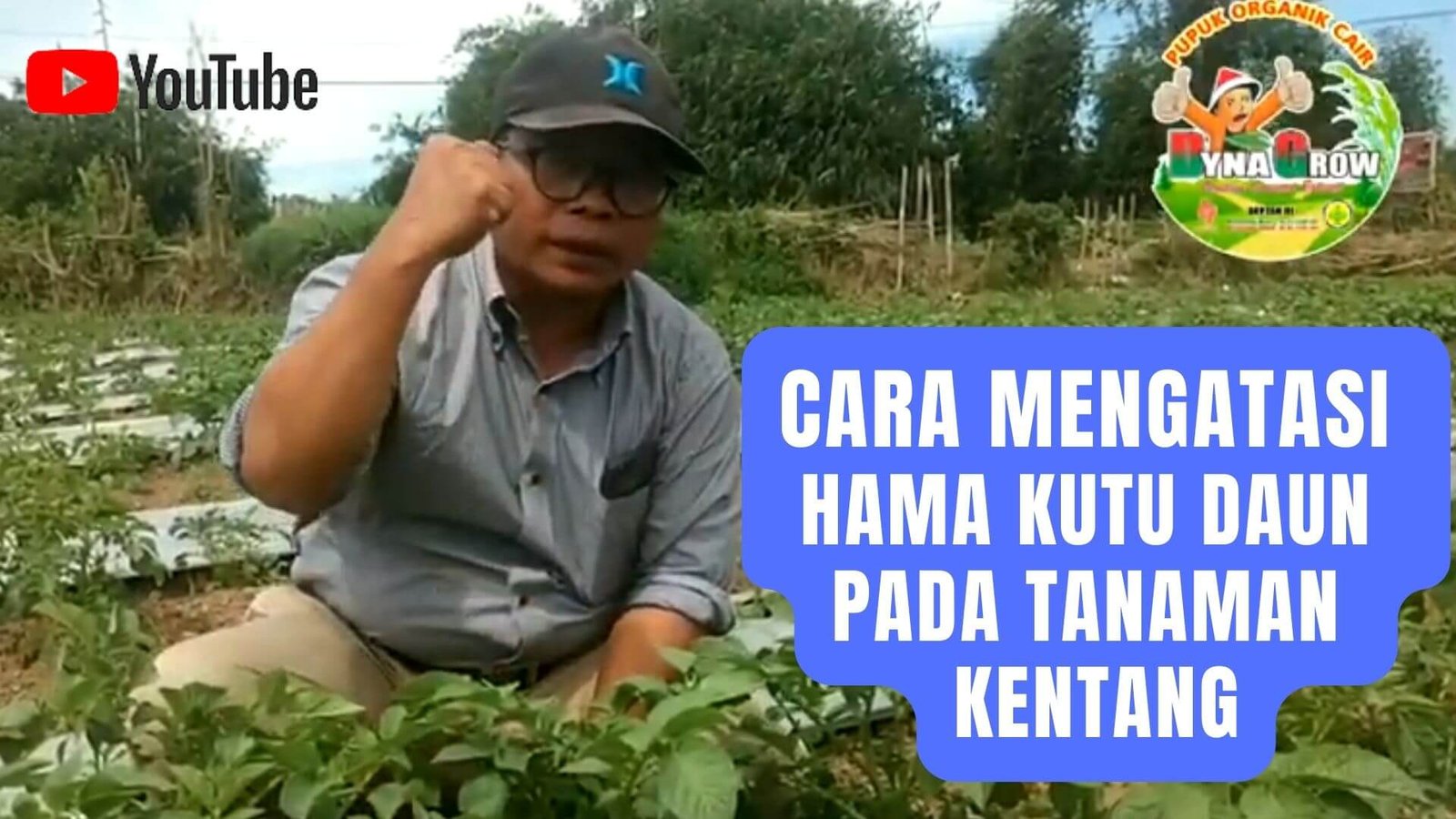 Read more about the article CARA MENGATASI HAMA KUTU DAUN PADA TANAMAN KENTANG