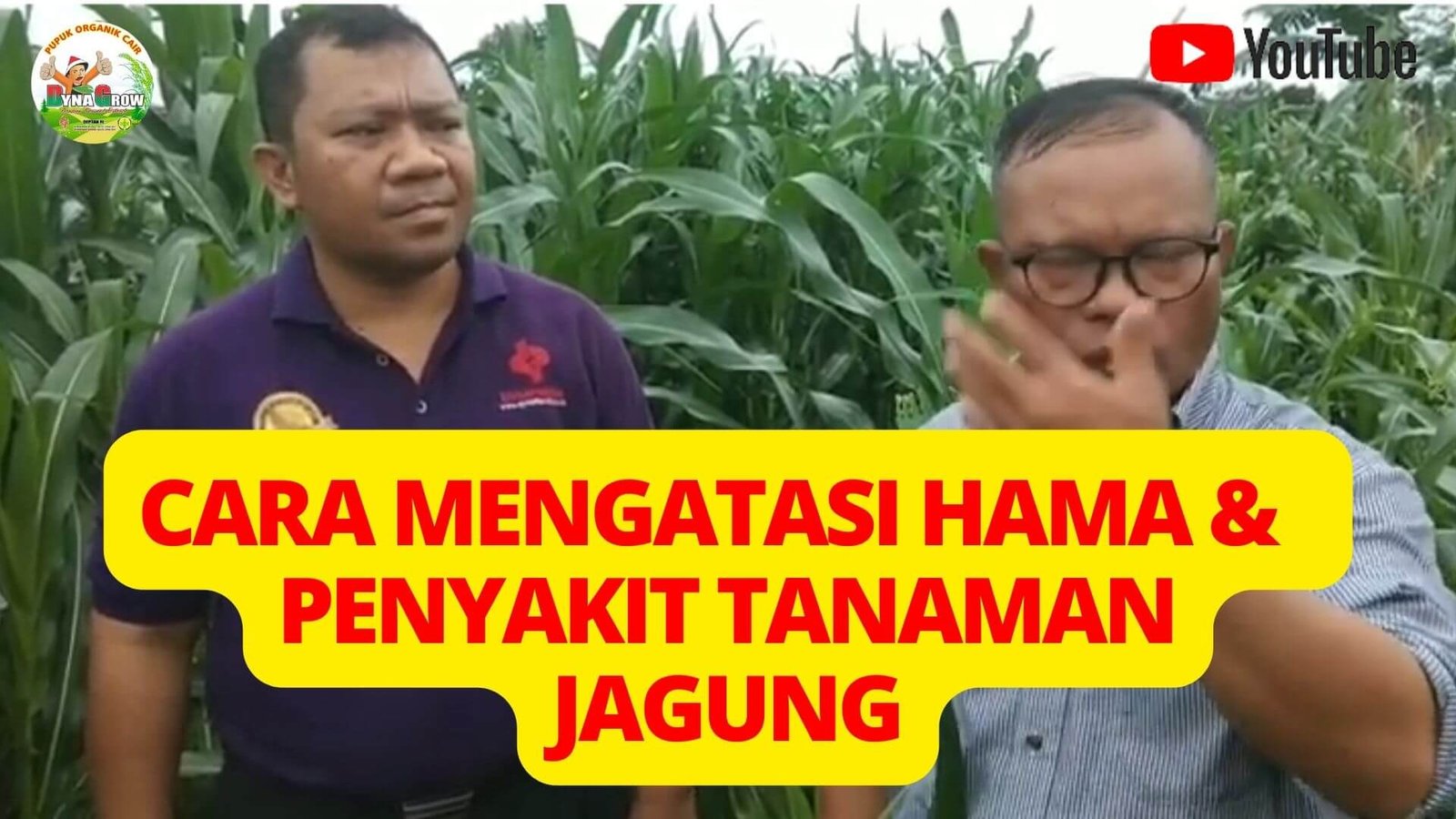 Read more about the article CARA MENGATASI HAMA & PENYAKIT TANAMAN JAGUNG
