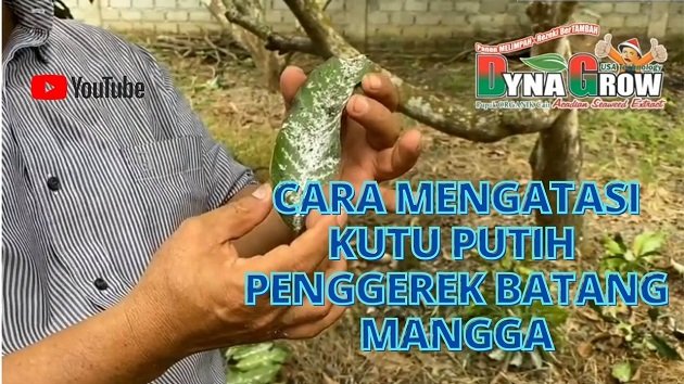 Read more about the article CARA MENGATASI KUTU PUTIH PENGGEREK BATANG MANGGA