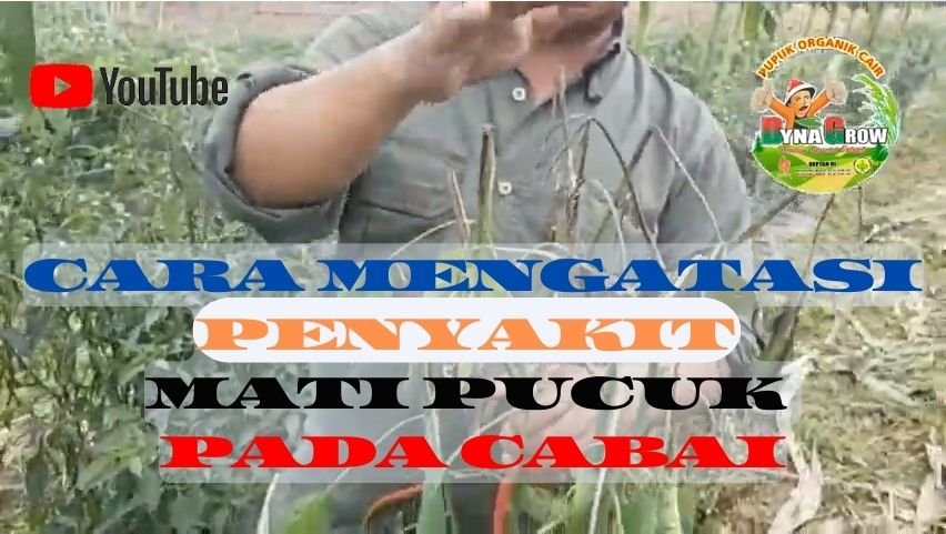 Read more about the article CARA MENGATASI PENYAKIT MATI PUCUK PADA CABAI