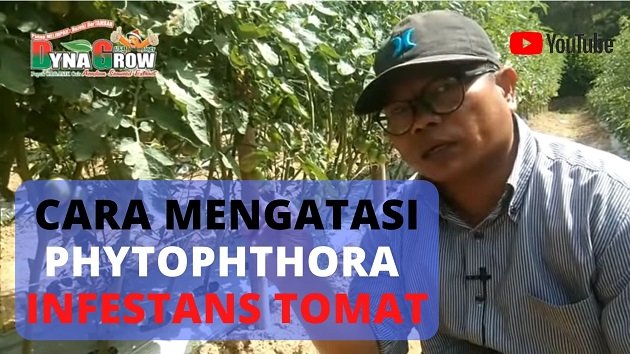 Read more about the article CARA MENGATASI PHYTOPHTHORA INFESTANS TOMAT