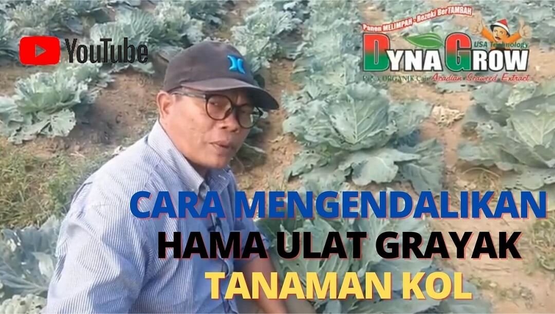 Read more about the article CARA MENGENDALIKAN HAMA ULAT GRAYAK TANAMAN KOL