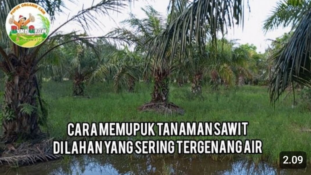 Read more about the article CARA PEMUPUKAN SAWIT DILOKASI RAWA RAWA