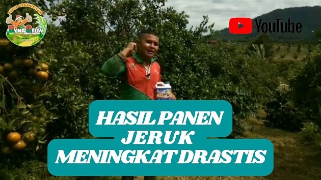 Read more about the article HASIL PANEN JERUK MENINGKAT DRASTIS