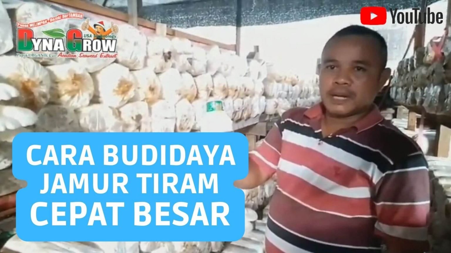 Read more about the article CARA BUDIDAYA JAMUR TIRAM BIAR CEPAT BESAR