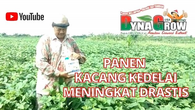 Read more about the article PANEN KACANG KEDELAI MENINGKAT DRASTIS