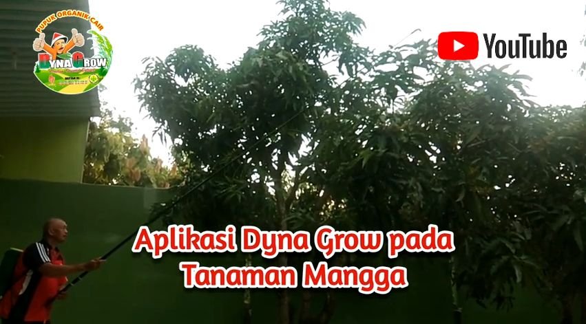 Read more about the article MEMUPUK MANGGA YANG BENAR DENGAN DYNA GROW