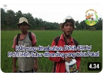 Read more about the article PERTUMBUHAN PADI SANGAT SEHAT DAN SUBUR