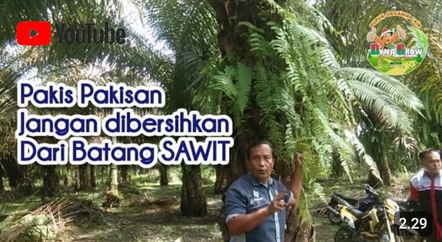 Read more about the article PAKIS PAKISAN JANGAN DI BERSIHKAN DARI BATANG SAWIT