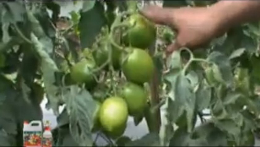 Read more about the article PUPUK ORGANIK DYNAGROW UNTUK SAYUR & BUAH