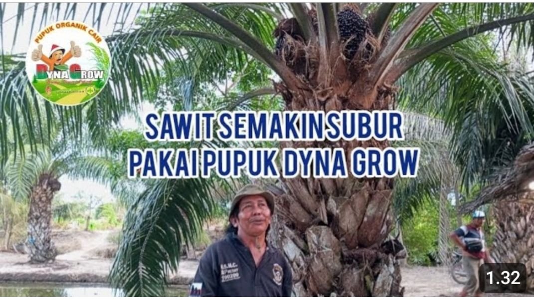 Read more about the article SAWIT SEMAKIN SUBUR