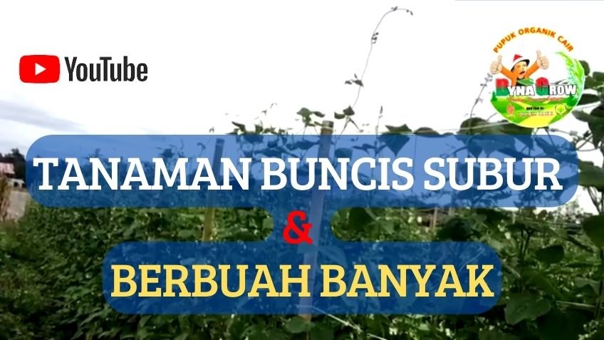 Read more about the article TANAMAN BUNCIS SUBUR DAN BERBUAH BANYAK