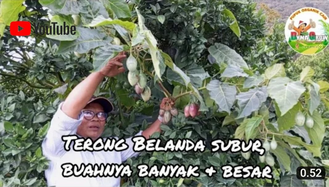 Read more about the article TERONG BELANDA TUMBUH SUBUR