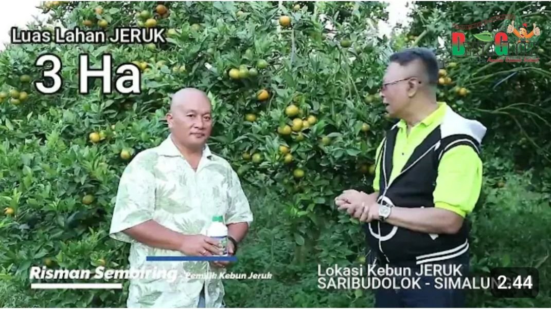 Read more about the article BUKTI DYNA GROW PADA TANAMAN JERUK