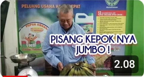 Read more about the article PISANG KEPOKNYA UKURAN JUMBO