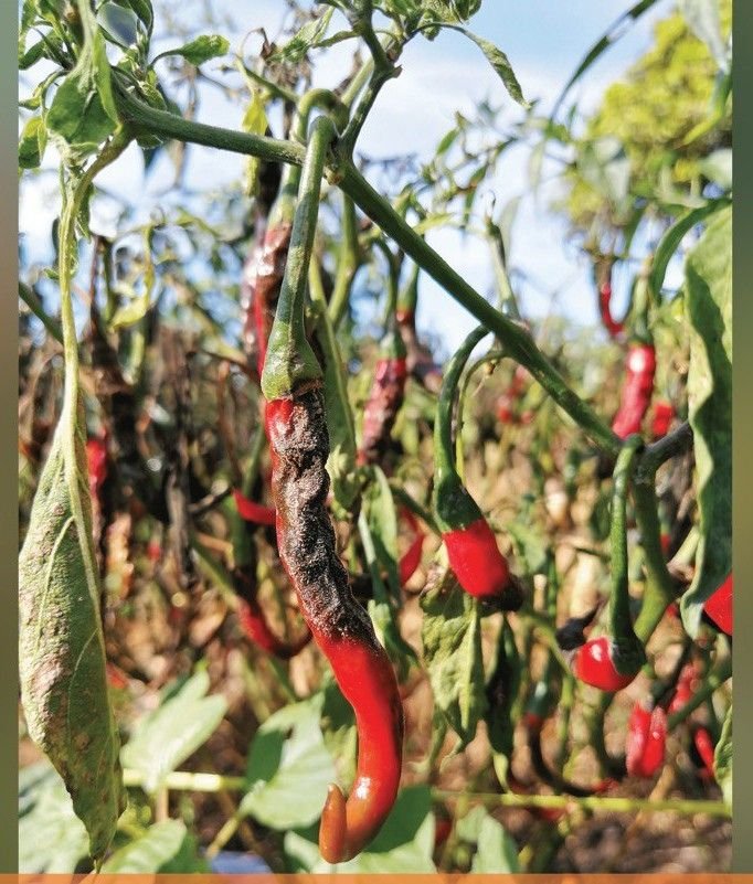 Read more about the article ANTRANOKSA ALIAS PATEK PADA CABAI