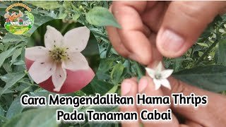 Read more about the article HAMA TRIPS PADA TANAMAN CABAI