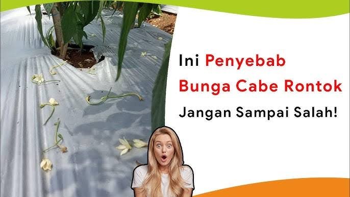 Read more about the article INI PENYEBAB BUNGA CABE RONTOK