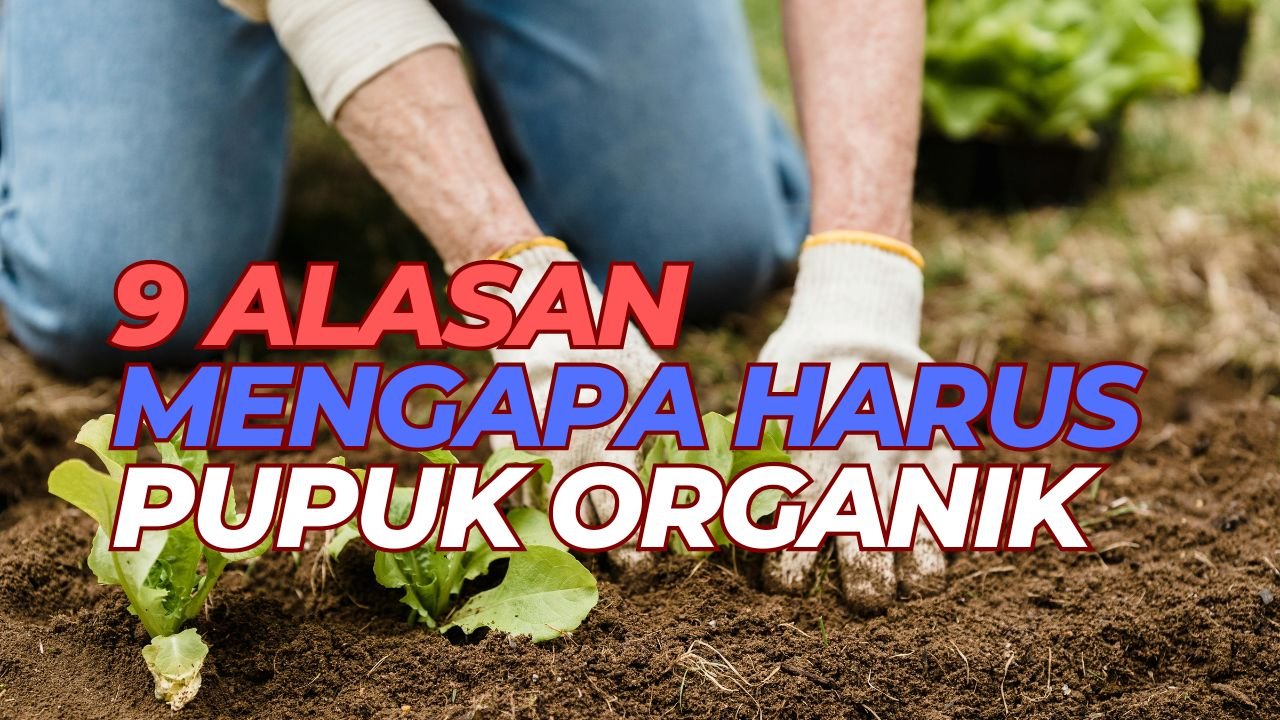 Read more about the article 9 ALASAN MENGAPA HARUS PUPUK OGANIK