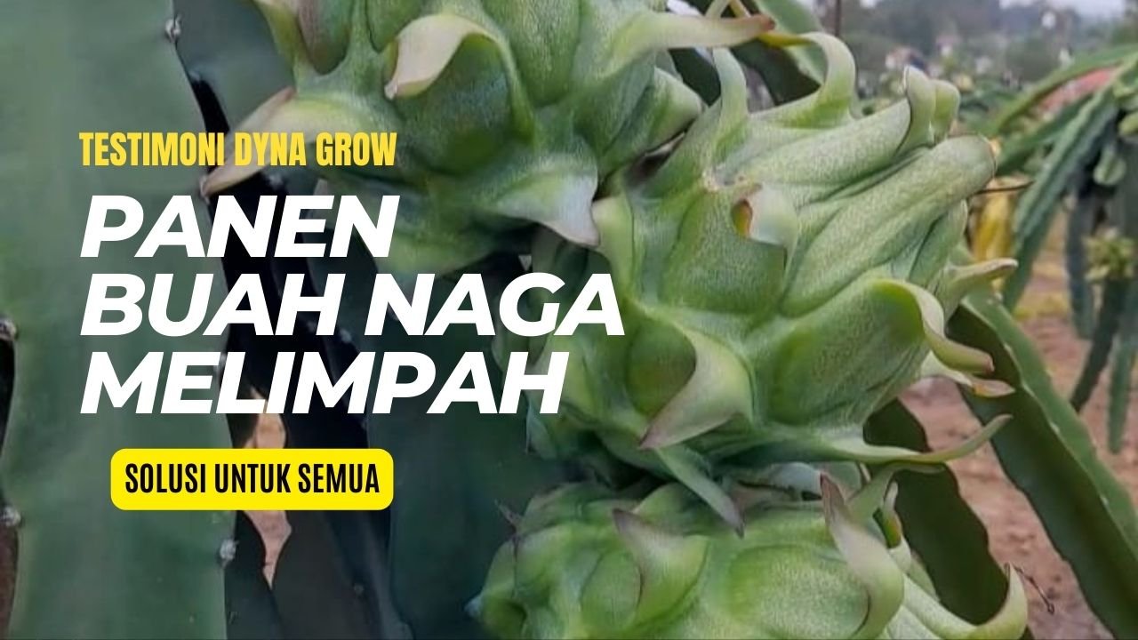 Read more about the article PANEN BUAH NAGA MELIMPAH