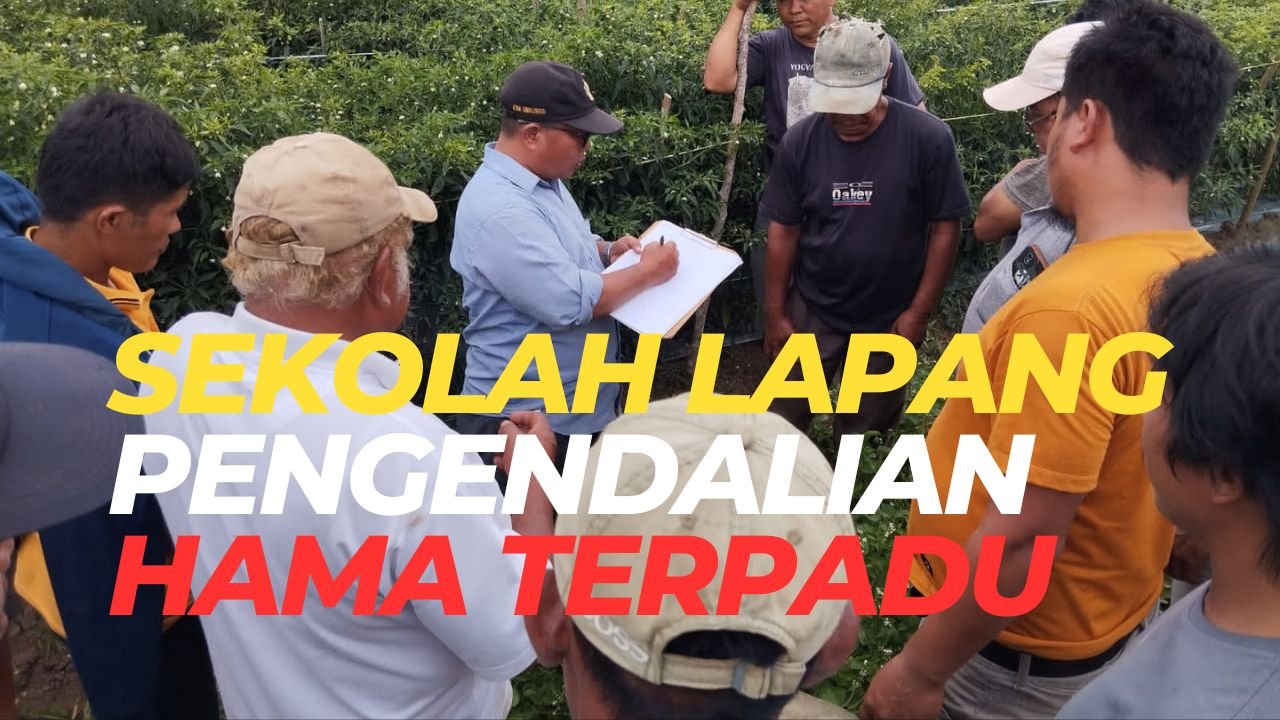 Read more about the article SEKOLAH LAPANG PENGENDALIAN HAMA TERPADU