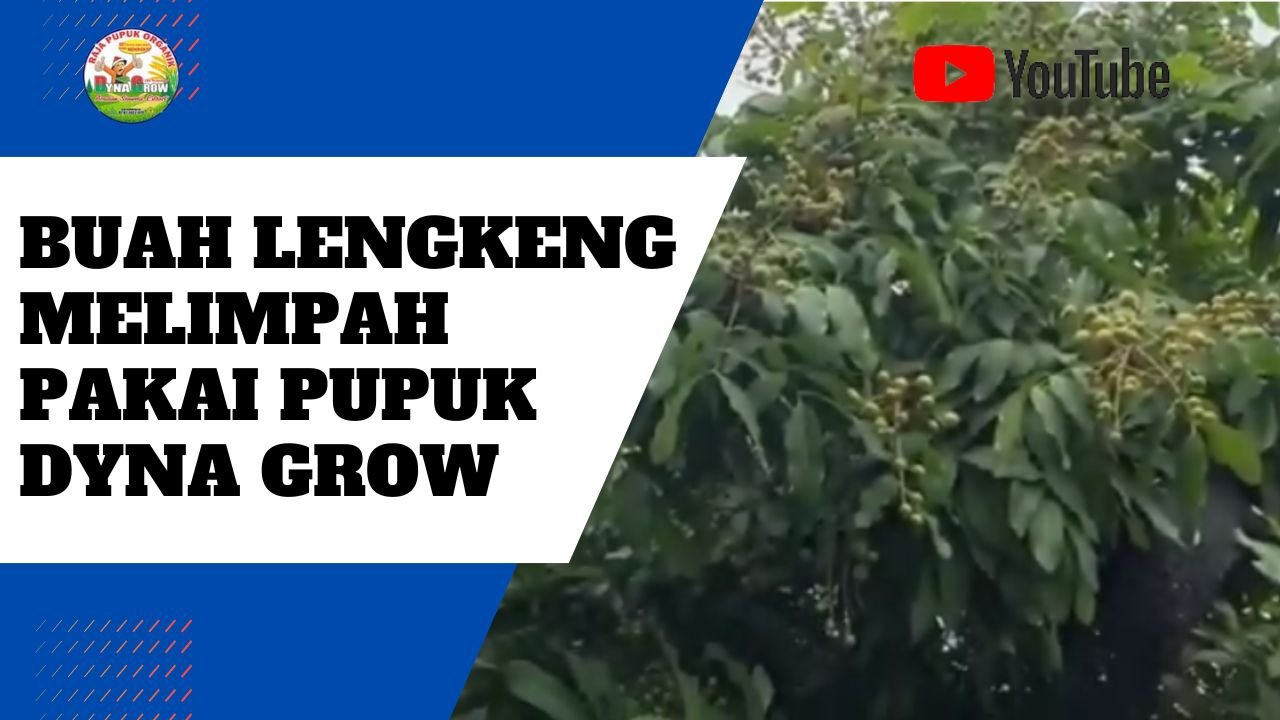 Read more about the article TANAMAN BUAH LENGKENG MELIMPAH