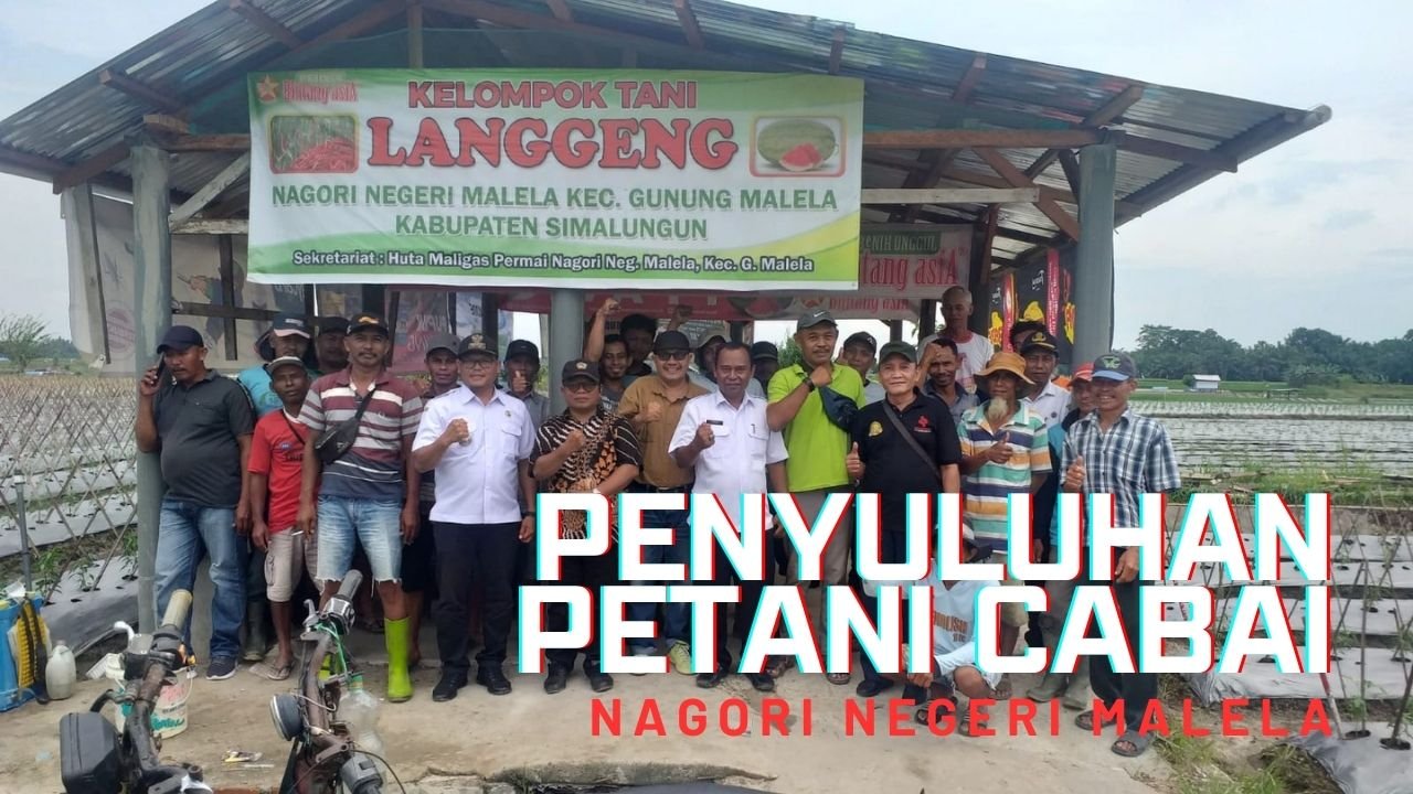 Read more about the article PENYULUHAN PETANI CABAI SIMALUNGUN