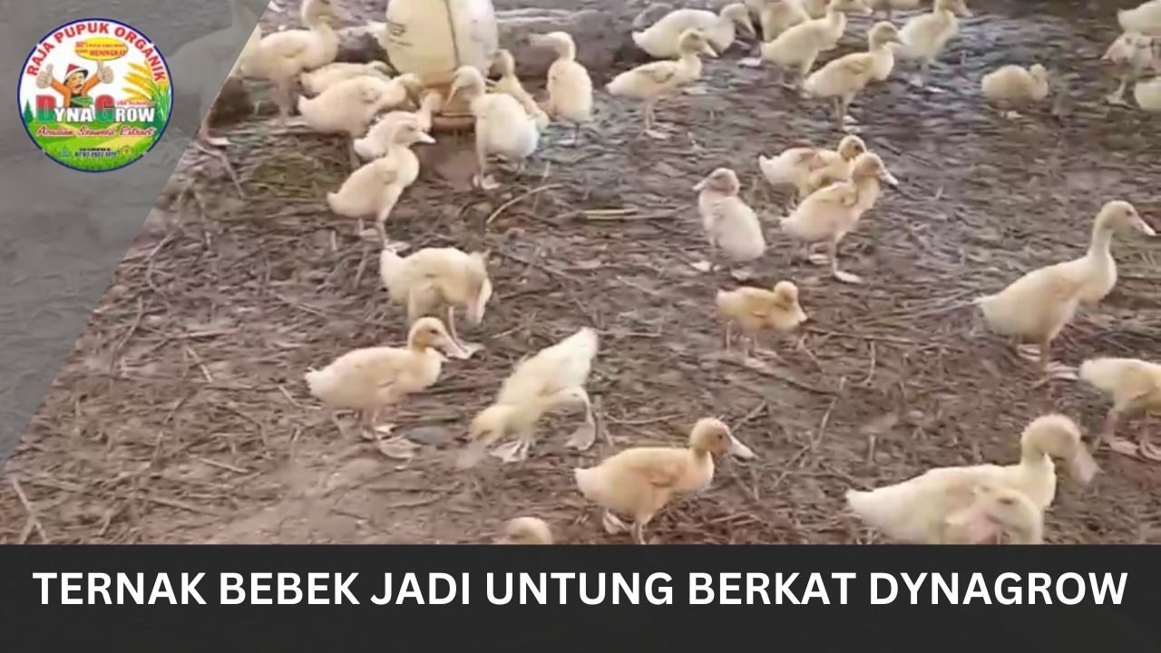 Read more about the article TERNAK BEBEK JADI UNTUNG BERKAT DYNAGROW