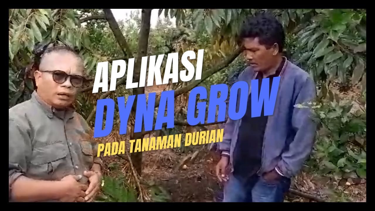 Read more about the article APLIKASI PUPUK ORGANIK DYNA GROW PADA TANAMAN DURIAN