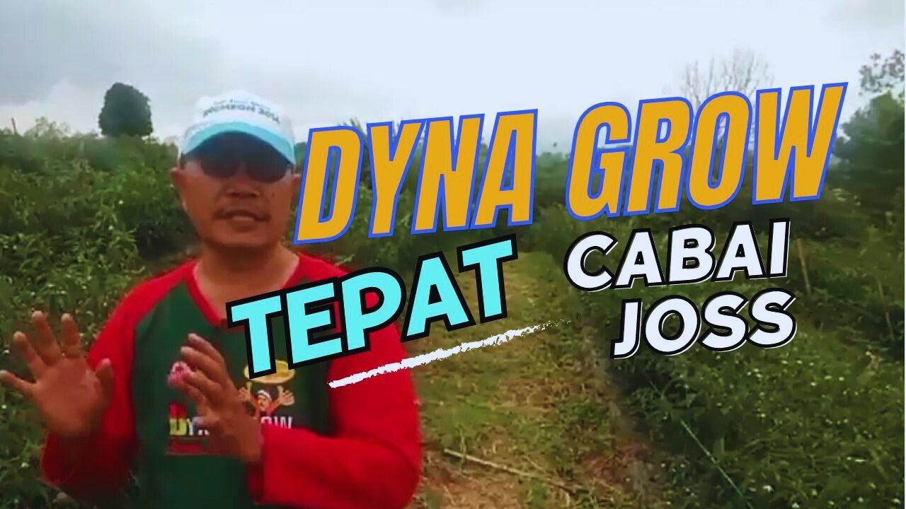 Read more about the article PEMAKAIAN DYNA GROW TEPAT CABAI JOSS