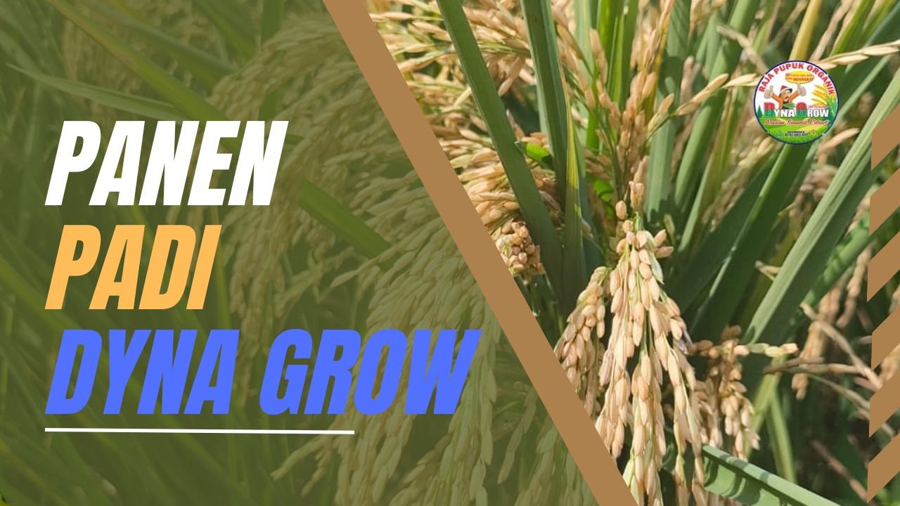 Read more about the article PANEN RAYA PADI INDRAMAYU