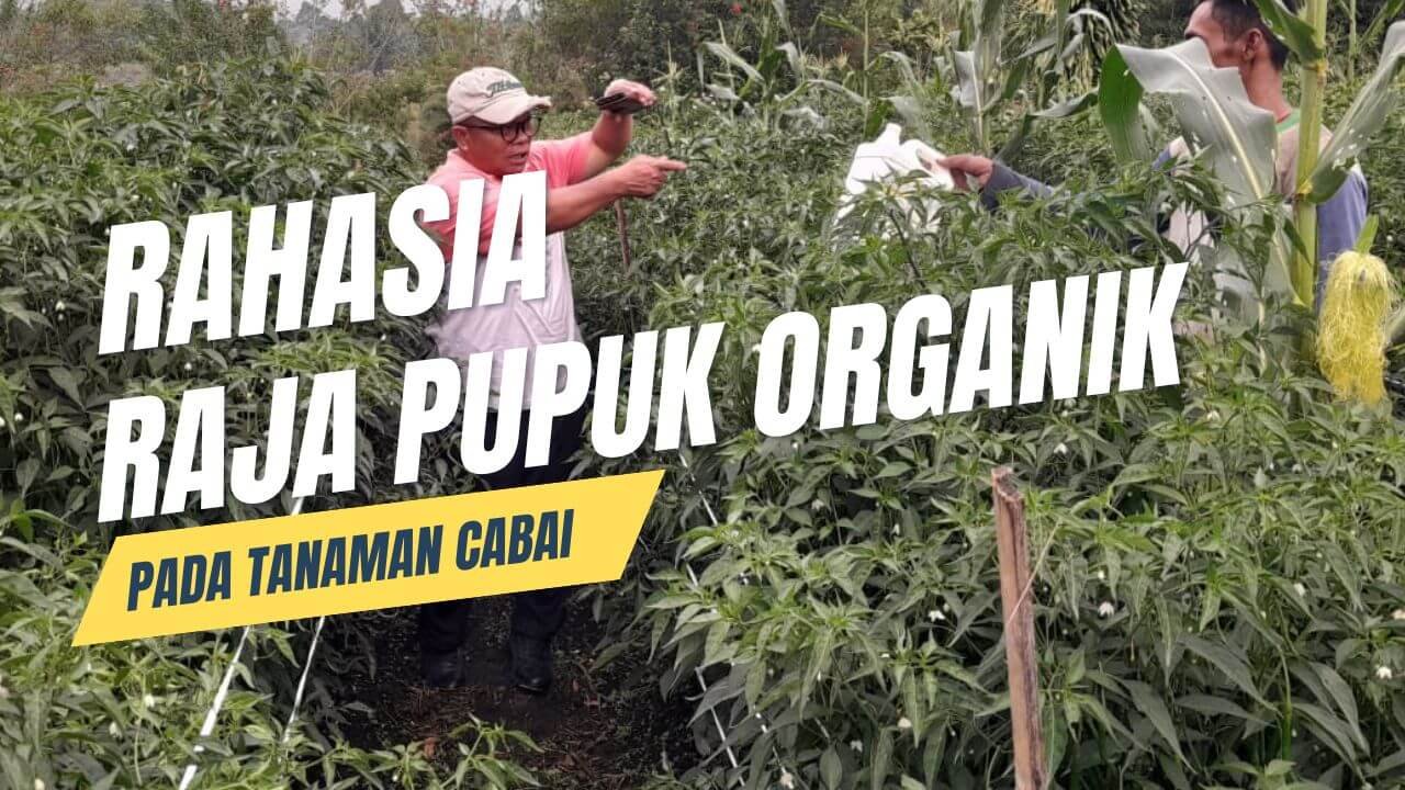 Read more about the article RAHASIA RAJA PUPUK ORGANIK DYNA GROW PADA TANAMAN CABAI