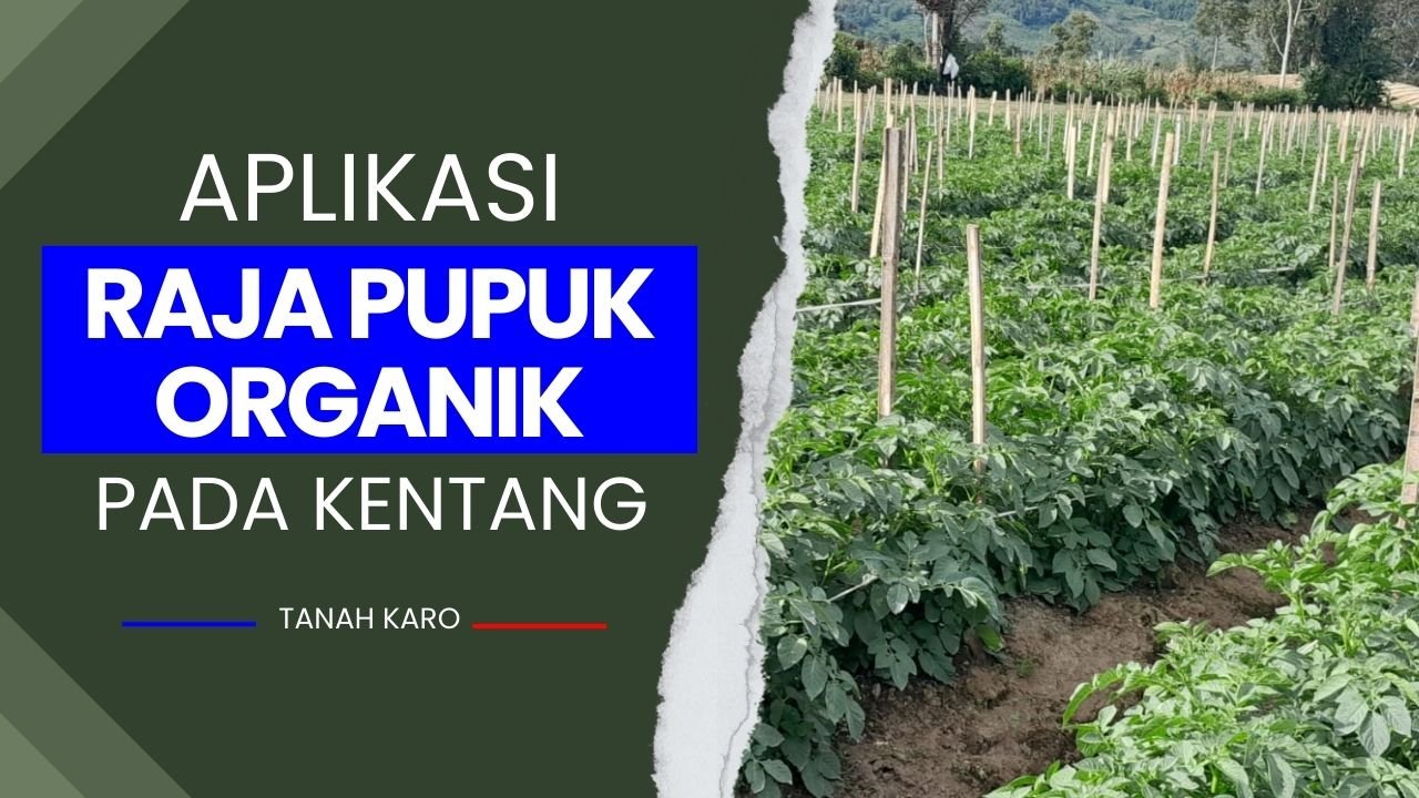 Read more about the article APLIKASI DYNA GROW PERTUMBUHAN KENTANG OPTIMAL