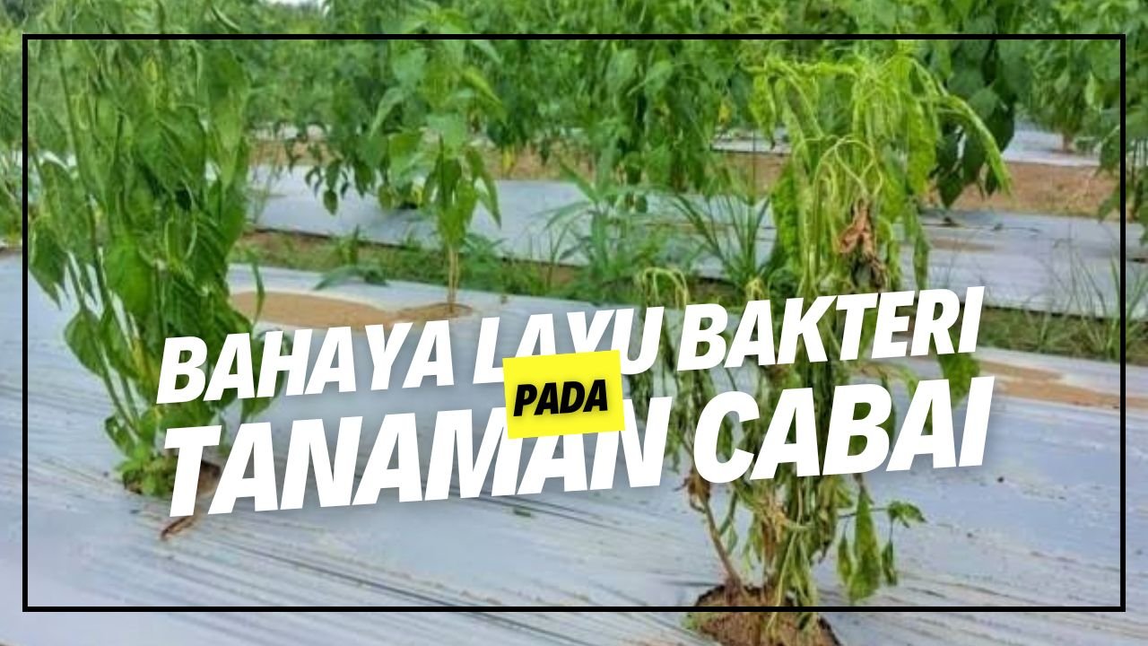 Read more about the article BAHAYA PENYAKIT LAYU BAKTERI PADA TANAMAN CABAI