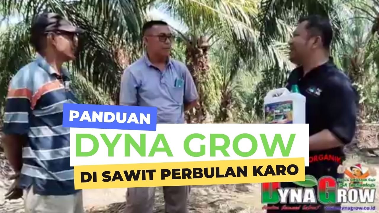 Read more about the article CARA PEMUPUKAN DYNA GROW DI PERBULAN KARO
