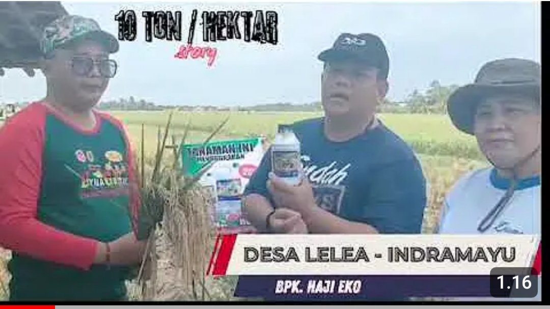 Read more about the article PANEN PADI MENINGKAT BERKAT PUPUK DYNA GROW