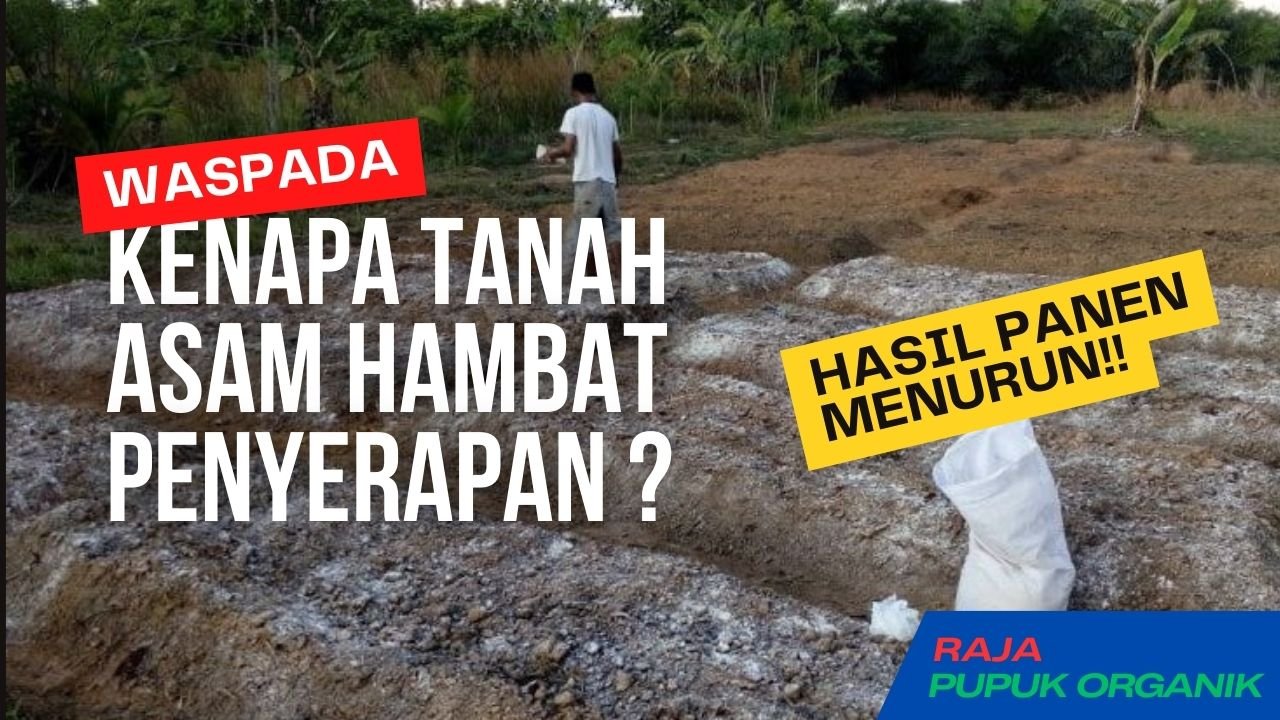 Read more about the article KENAPA TANAH ASAM MENGHAMBAT PENYERAPAN PUPUK