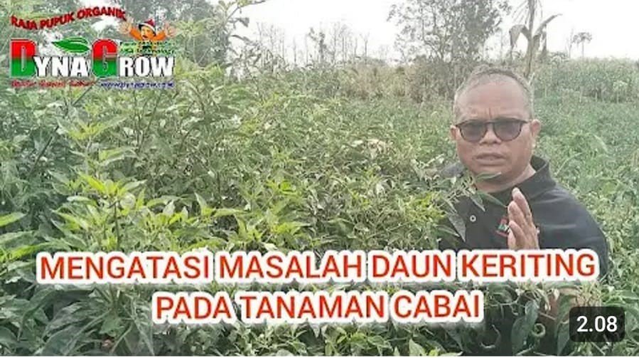 Read more about the article AWAS KENA VIRUS KERITING PADA TANAMAN CABAI