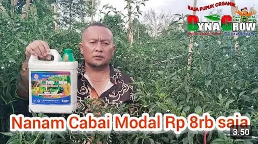 Read more about the article HASIL PANEN CABAI MENYALA PAKAI PUPUK DYNA GROW
