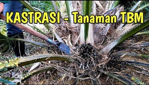 Read more about the article KASTRASI PADA TANAMAN KELAPA SAWIT