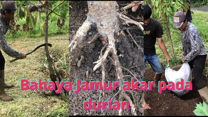 Read more about the article TIPS PENGENDALIAN JAMUR PADA AKAR DURIAN