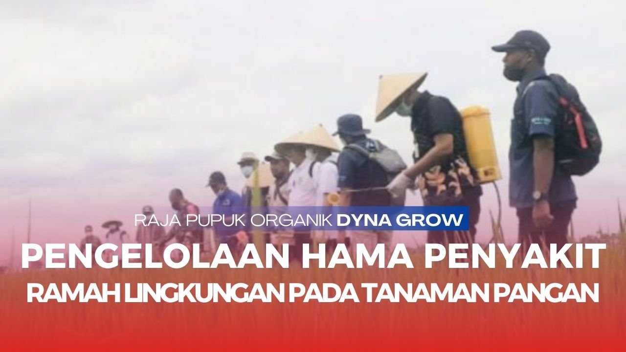 Read more about the article PENGELOLAAN HAMA PENYAKIT RAMAH LINGKUNGAN PADA TANAMAN PANGAN PERTANIAN BERKELANJUTAN