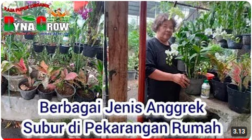 Read more about the article BUNGA ANGGREK BERTAMBAH SUBUR DENGAN DYNA GROW