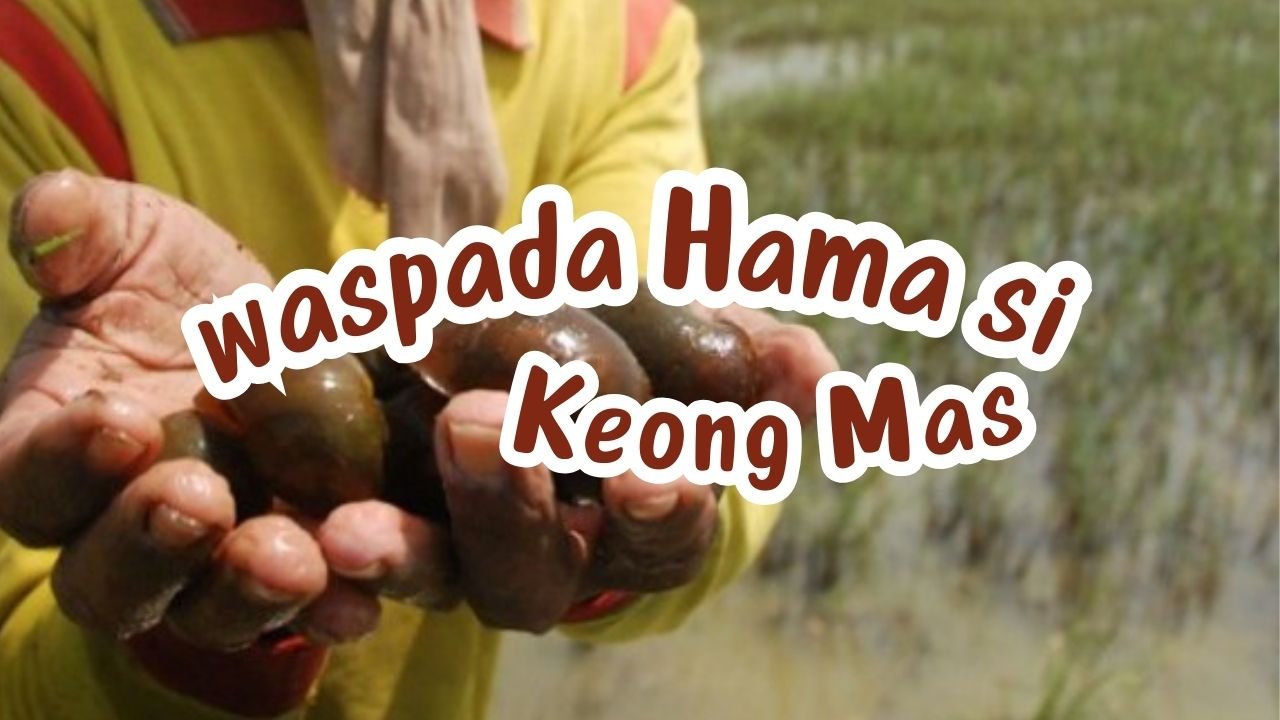 Read more about the article HAMA KEONG MAS